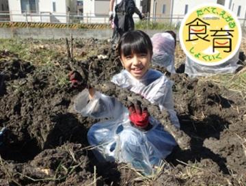 食育推進活動「門真れんこん収穫体験ツアー」レポート