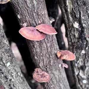 「交野 妙見の観桜と椎茸の森見学ツアー」　　by食育推進活動