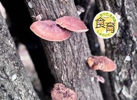 「交野 妙見の観桜と椎茸の森見学ツアー」　　by食育推進活動