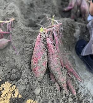 「徳島県松茂・鳴門 収穫体験満喫ツアー」　　    by食育推進活動