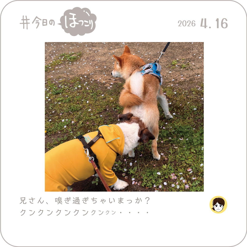 2026年4月16日のほっこり