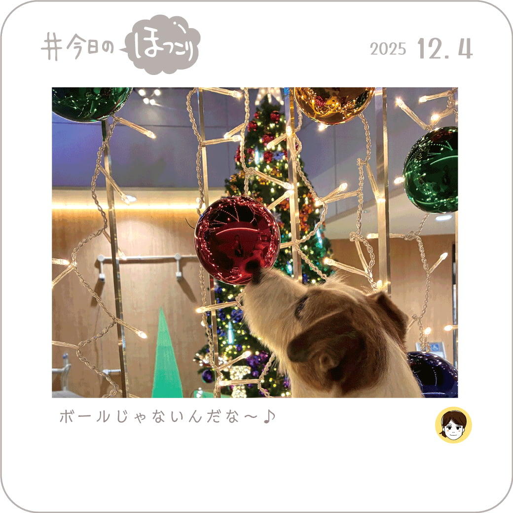 2025年12月4日のほっこり