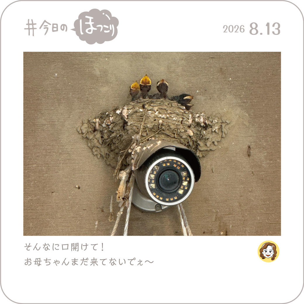 2026年8月13日のほっこり