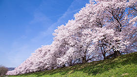 今年のお花見はおしゃれに楽しく！お花見スポット＆グルメをチェック