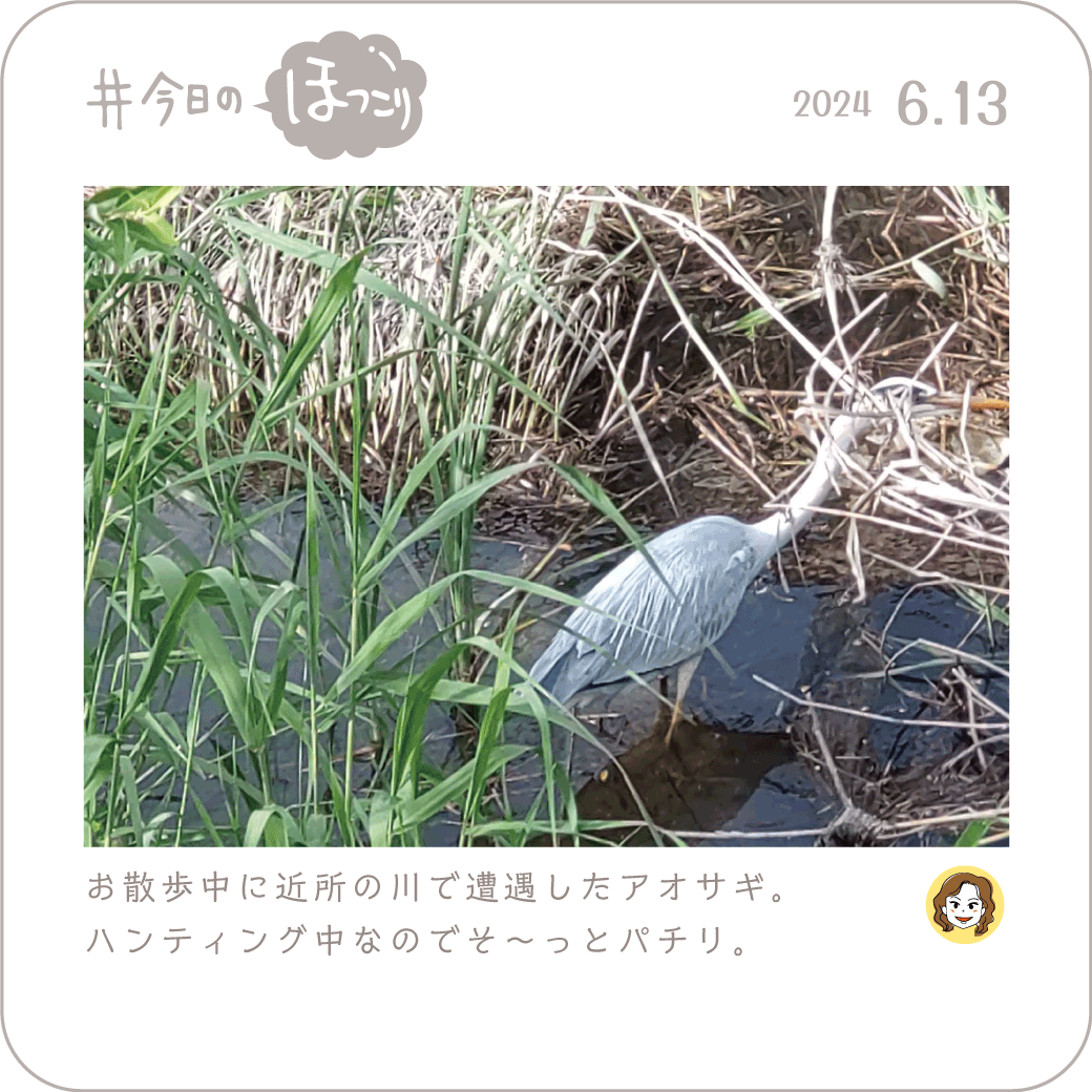2024年6月13日のほっこり