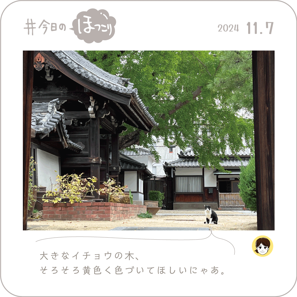 2024年11月7日のほっこり