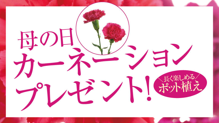 5.11母の日　カーネションプレゼント