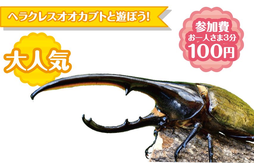 ヘラクレスオオカブト
            ふれあいコーナー 参加費 お一人さま3分 100円