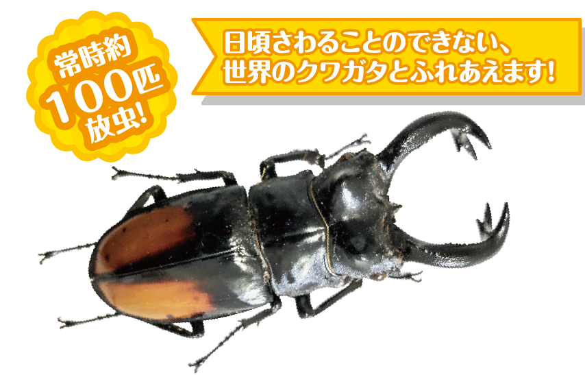 世界のクワガタドーム