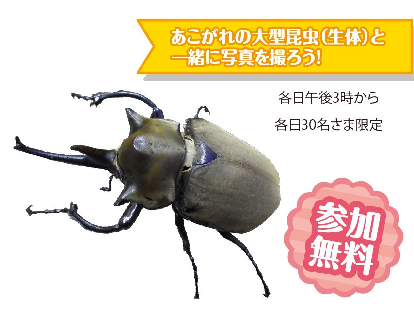 大型昆虫と記念撮影 各日30名さま限定 各日午後2時30分から