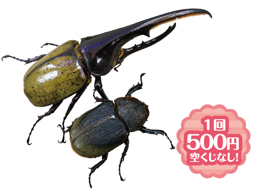 昆虫くじ 1回 500円 空くじなし！