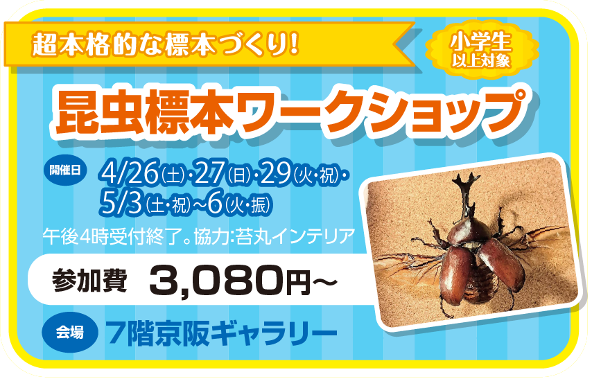 ゴールデンウィーク ワークショップ 昆虫標本ワークショップ